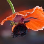 Rita Gäßler - Fotografie - Mohn