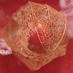 Rita Gäßler - Fotografie - Physalis III